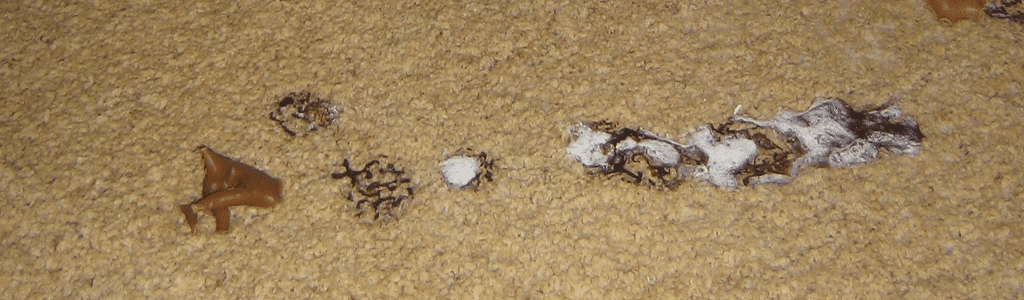 Different types of mold can grow carpet