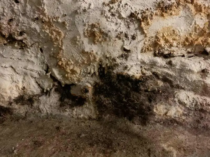 Both efflorescence and mold growth on a concrete wall.
