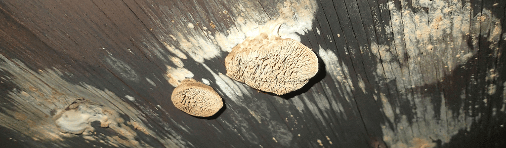 Fungus on sheathing
