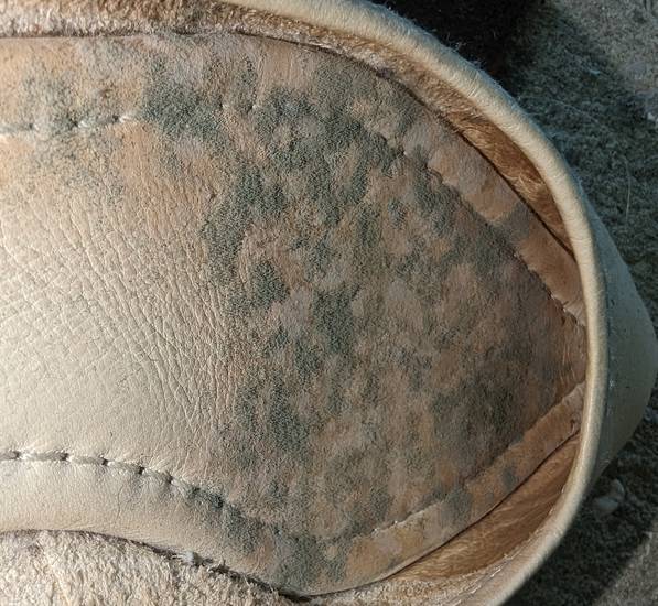 Green mold growing on shoes.