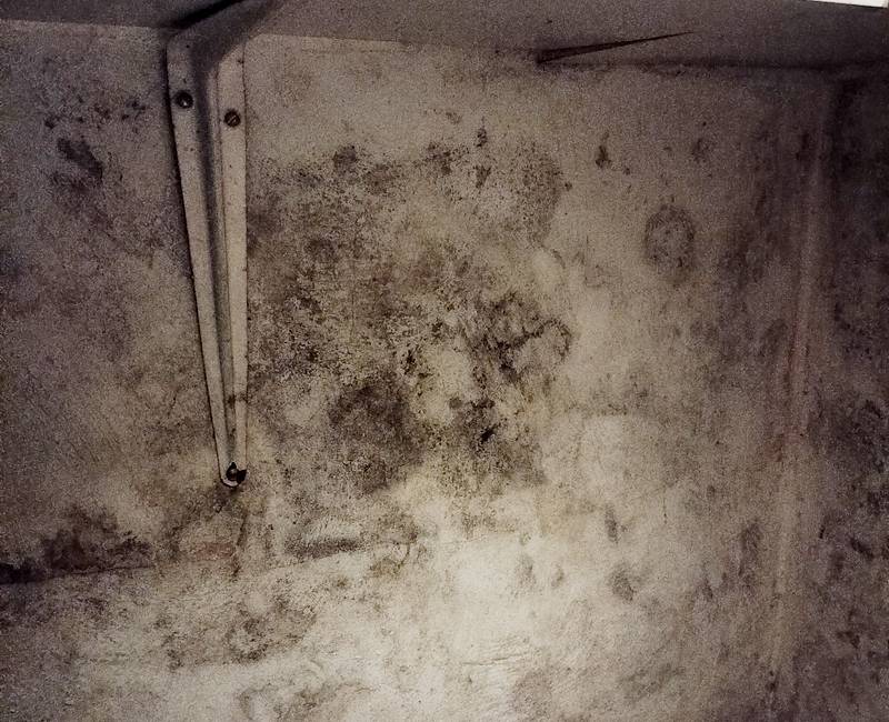 Heavy mold growth on concrete wall. 
