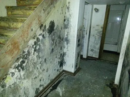 Extreme mold growth in a home. No testing necessary.