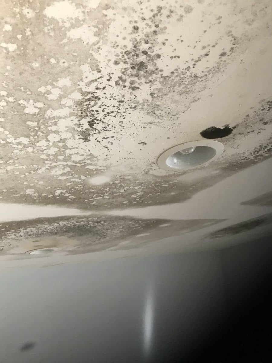 Heavy black mold growing on ceiling.