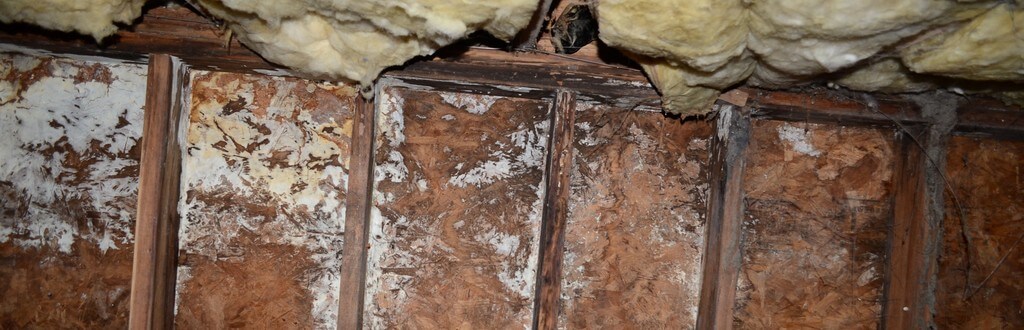 Common causes of mold in crawl space