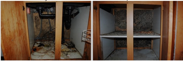 remove mold kitchen sink cabinet