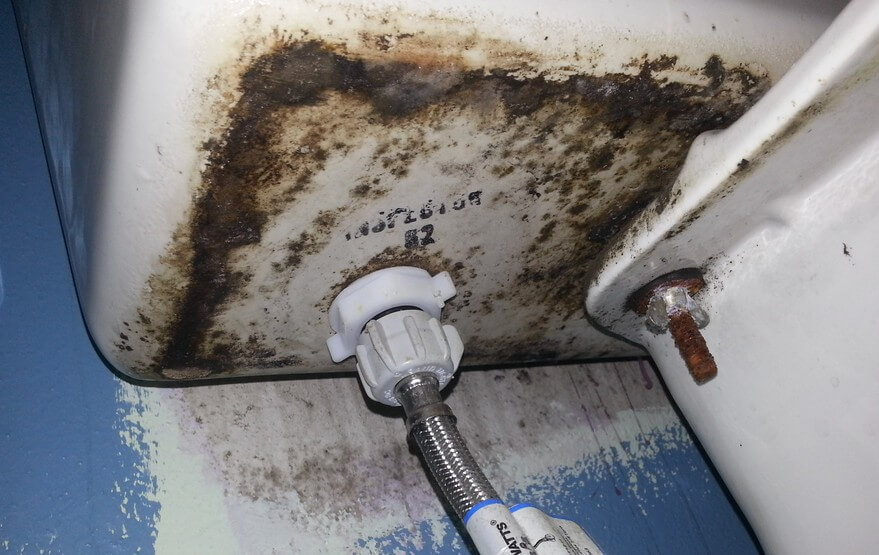 Bathroom Mold How To Identify And Get Rid Of In Environix - Black Mold Under Bathroom Vanity