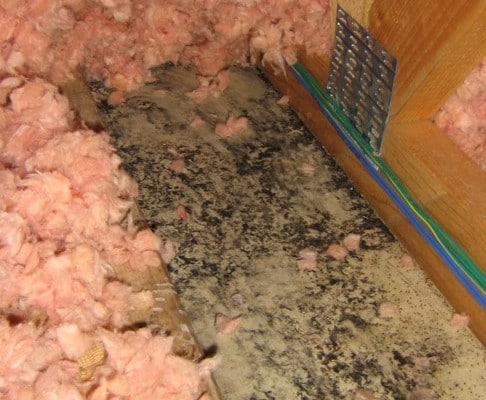 Mold growing above bathroom.