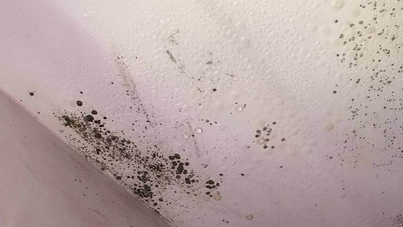 Ceiling Mold Growth Learn The Cause And How To Prevent It Environix - Small Black Specks In Bathroom
