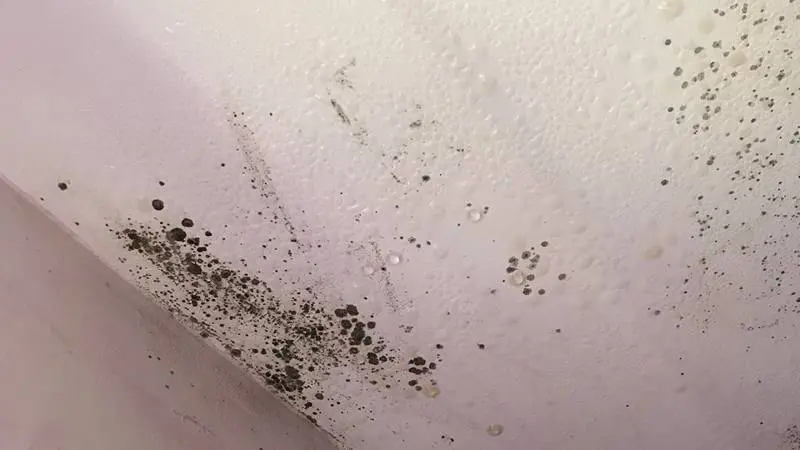 Mold growth and condensation on the ceiling.