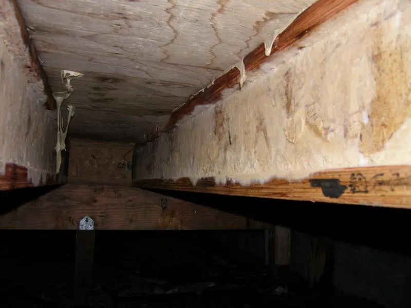 Heavy mold growth on a TJI joist.