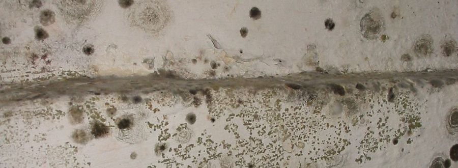 How To Get Rid Of And Prevent Mold Growth On Concrete Environix - Mildew On Walls In Basement