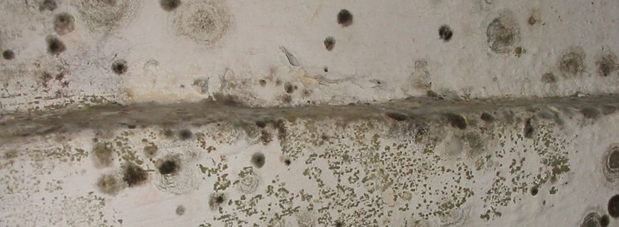 How To Get Rid Of And Prevent Mold Growth On Concrete Environix