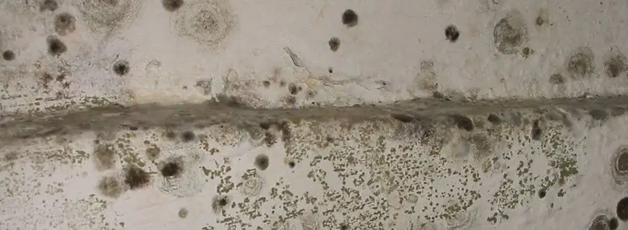 Mold growing on concrete wall
