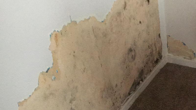 Mold growing on wall.