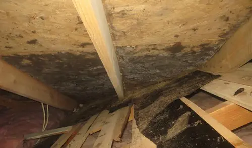 Attic mold growth in valley