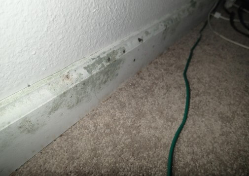 Mold growth on bedroom 1 baseboard along exterior wall