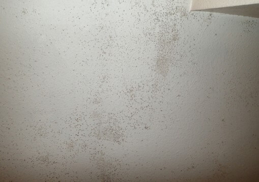 Mold growth on the ceiling in the bathroom.