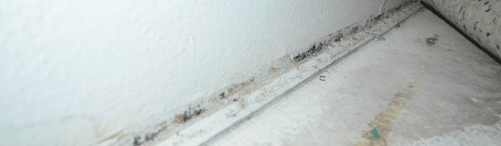 Mold hidden by carpet