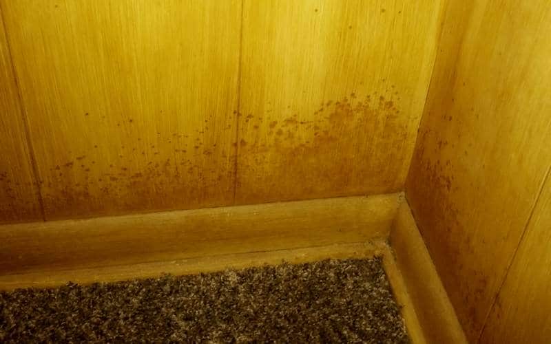 Kitchen Mold How To Prevent And Get, How To Clean Moldy Kitchen Cabinets
