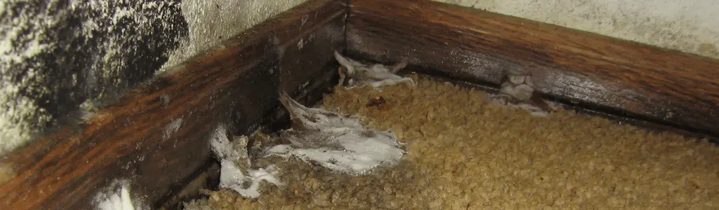 how to get mold out of carpet