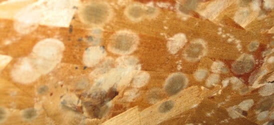 Mold on OSB sheathing in attic