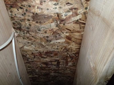 Subfloor with mold growth 