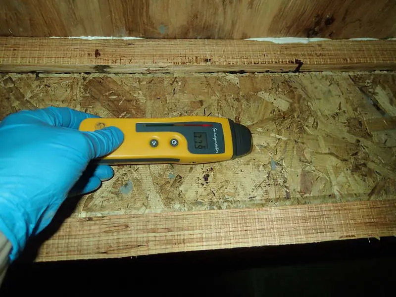 Mold growth on TGI joist in a crawl space