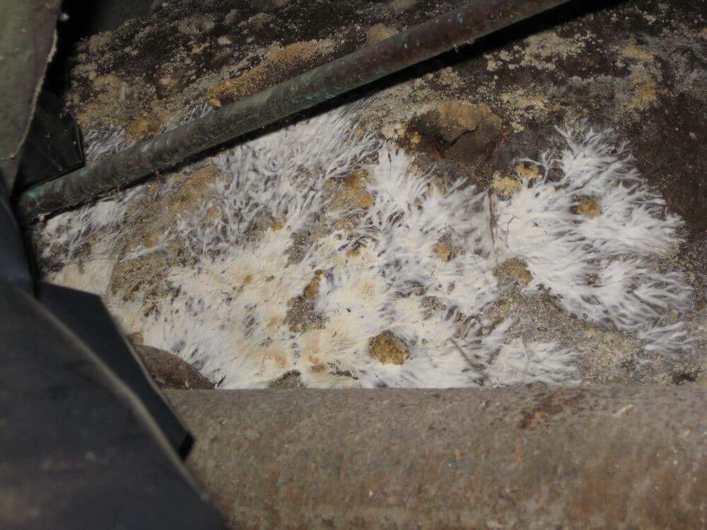How a Damaged Vapor Barrier Causes Crawlspace Mold Environix
