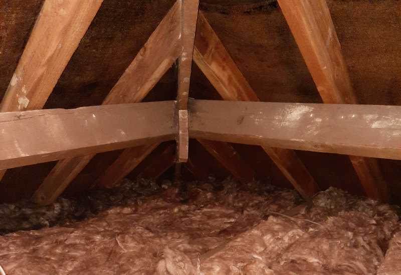 Mold growing on attic framing & trusses
