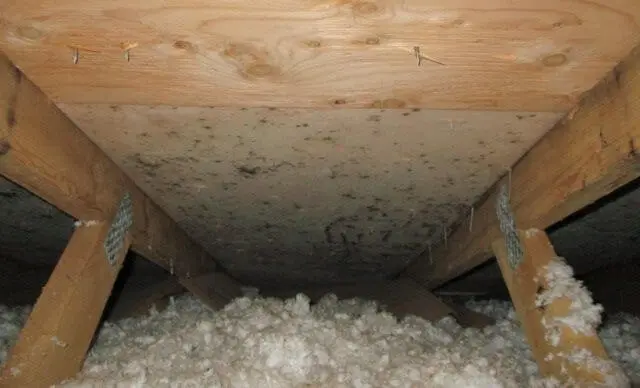 mold on underside of roof sheathing