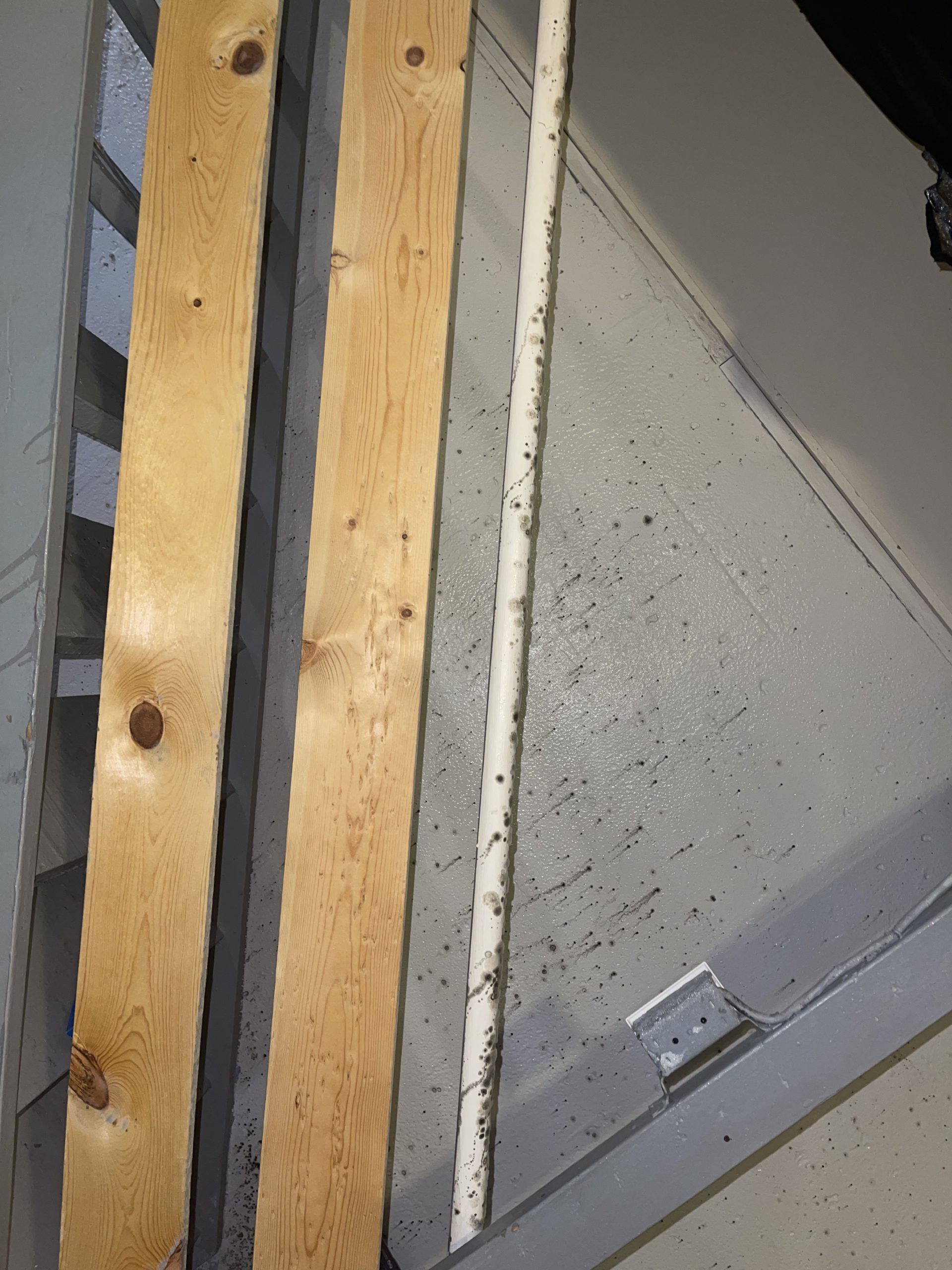 Mold growing on a basement all after a flooding event. 