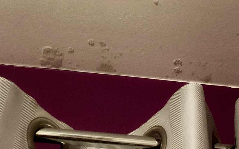 Ceiling Mold Growth Learn The Cause And How To Prevent It