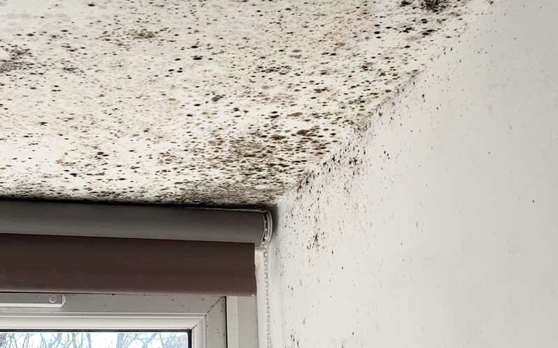 Ceiling Mold Growth Learn The Cause And How To Prevent It Environix - How To Remove Mold From Bathroom Ceiling Before Painting