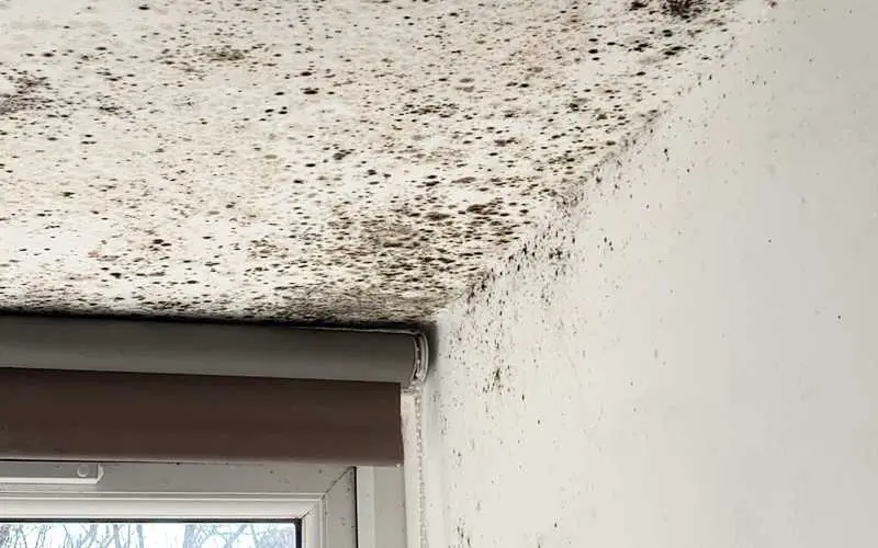 Ceiling Mold Growth Learn The Cause And How To Prevent It Environix - What Causes Black Mould On Bathroom Ceiling Above Shower