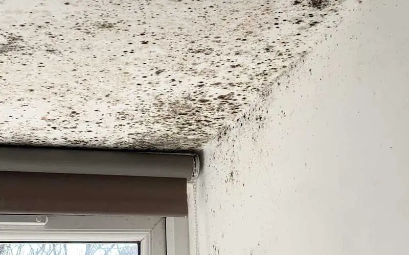 Black mold growing on ceiling in converted attic. 