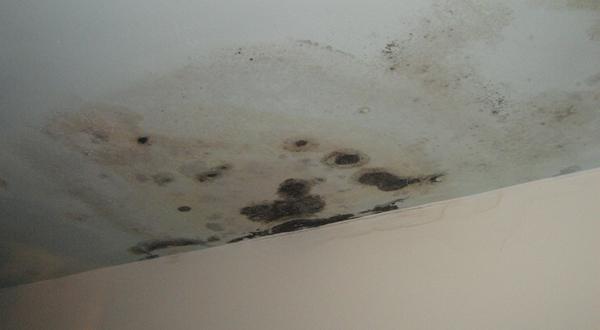 Ceiling with black mold growth.