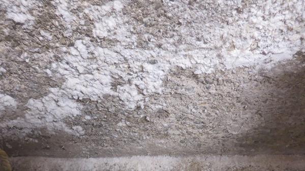 How To Get Rid Of And Prevent Mold Growth On Concrete Environix - Mold On Walls In Basement
