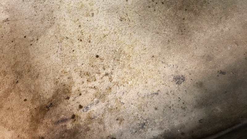 Mold growing on concrete shower floor.