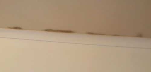 Mold growth on the edge of the ceiling. 