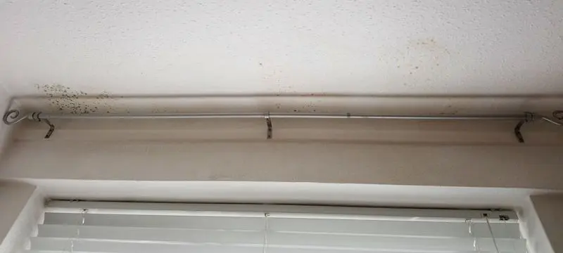 Mold spots on ceiling above window. 