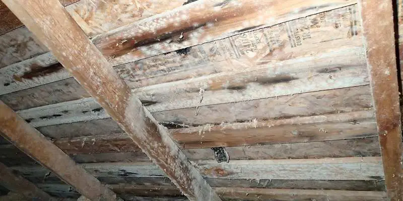 Mold growing on attic sheathing. 