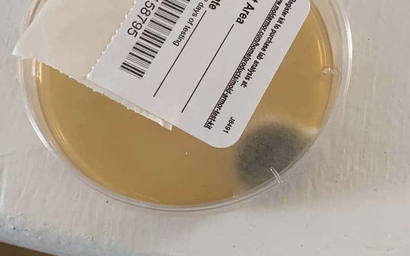 mold test kit petri dish