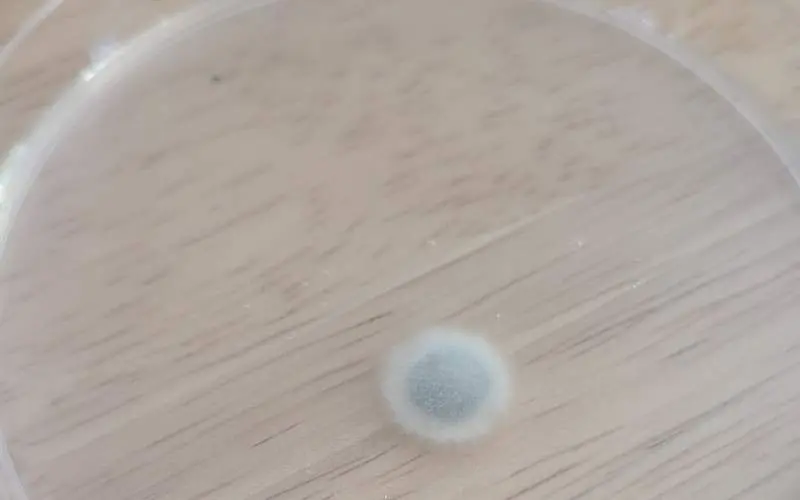Petri Dish White Mold
