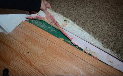 Wet Carpet & Padding Is Contributing to the Odor