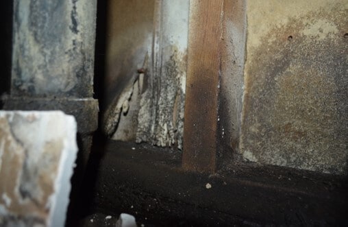 Mold Growth Noted on Backside of Both Walls