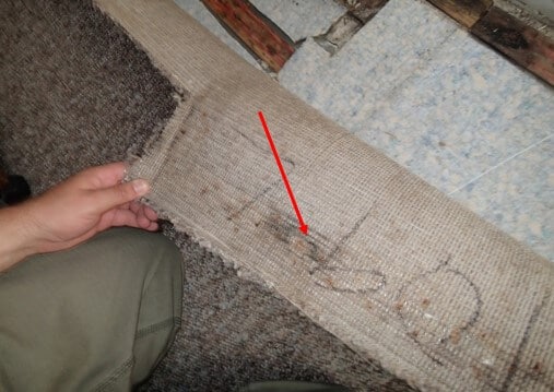 Light mold on backing of carpet