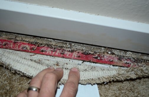 Mold Growth on Carpet Tac Strips Under Desk
