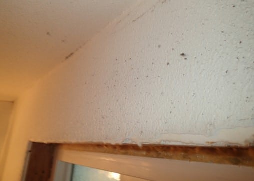 Bathroom Mold How To Identify And Get Rid Of Mold In Bathroom