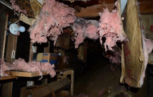 Existing Insulation Is Rodent Damaged