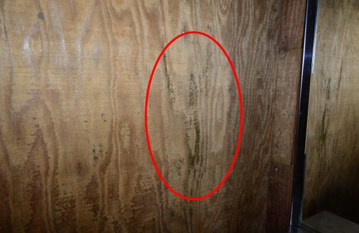 Mold Growth on Numerous Walls in Basement